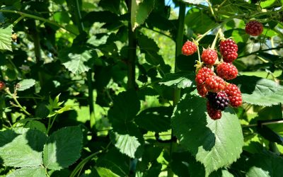 Puntsgewijze toelichting op behandeling zienswijze