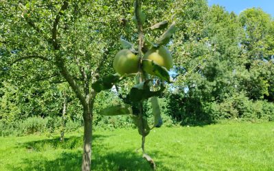 Aanvulling op de structuurvisie