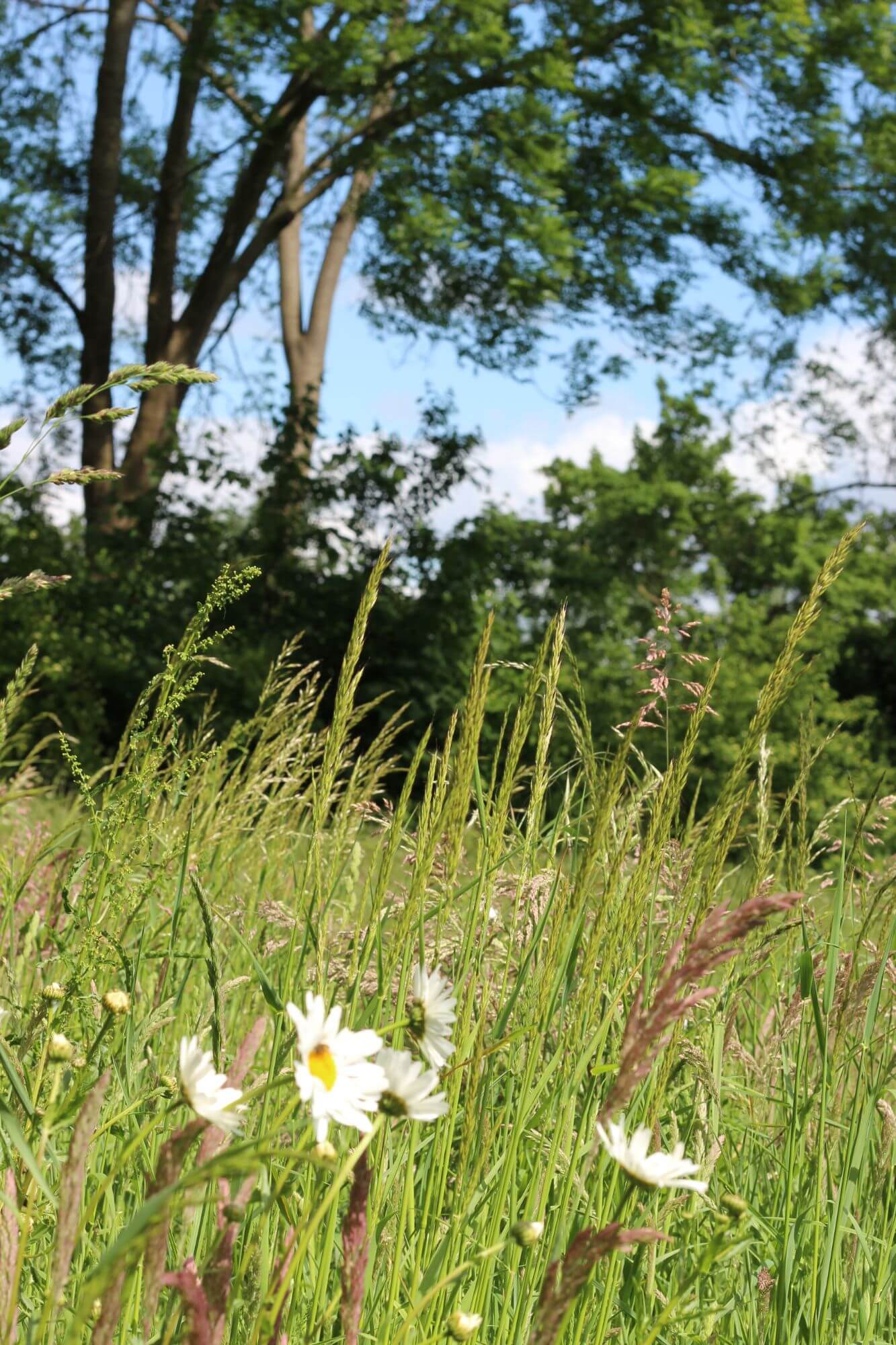 worphoek-drimmelen-groen-gebied (15)