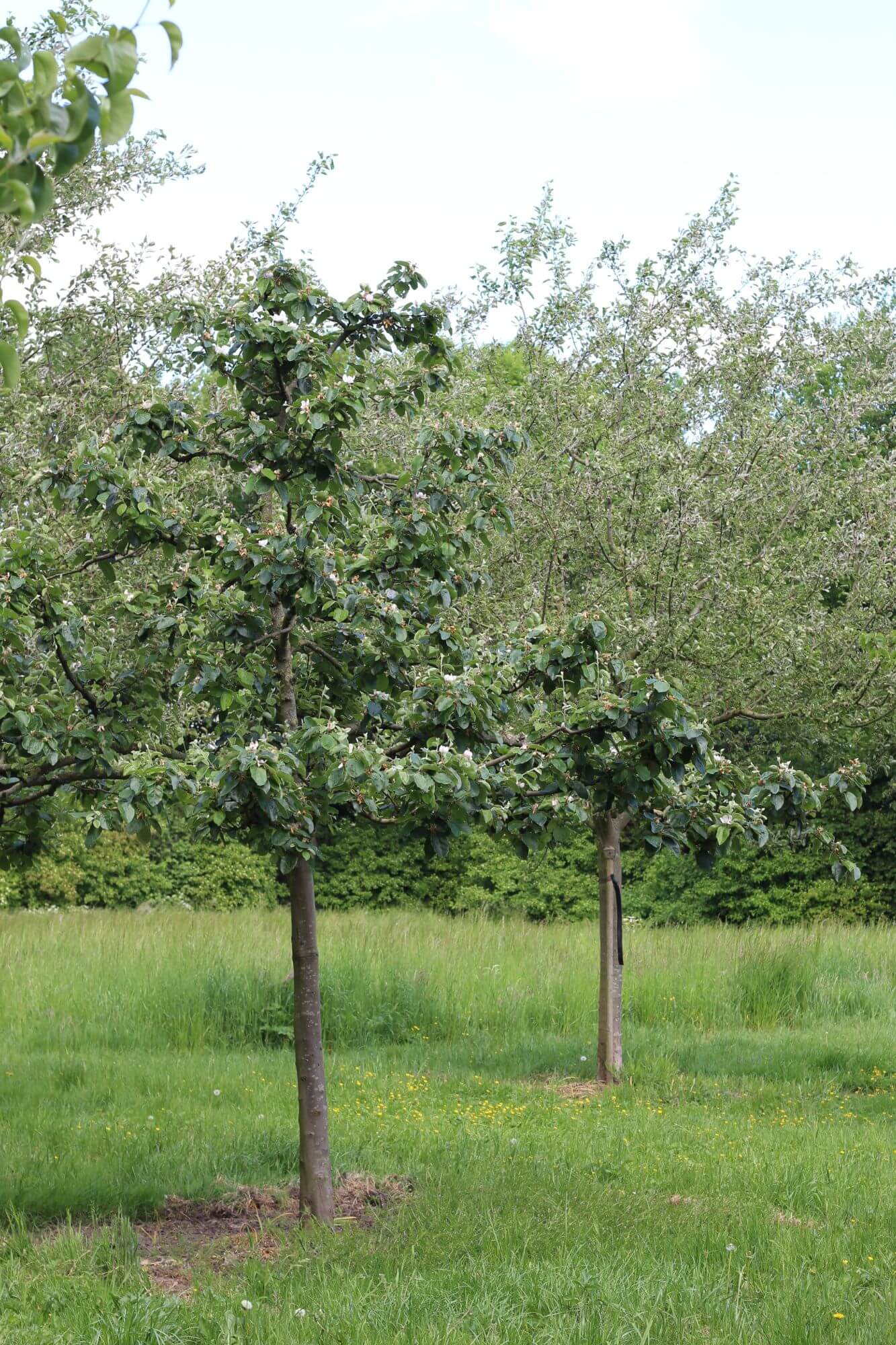 worphoek-drimmelen-groen-gebied (17)