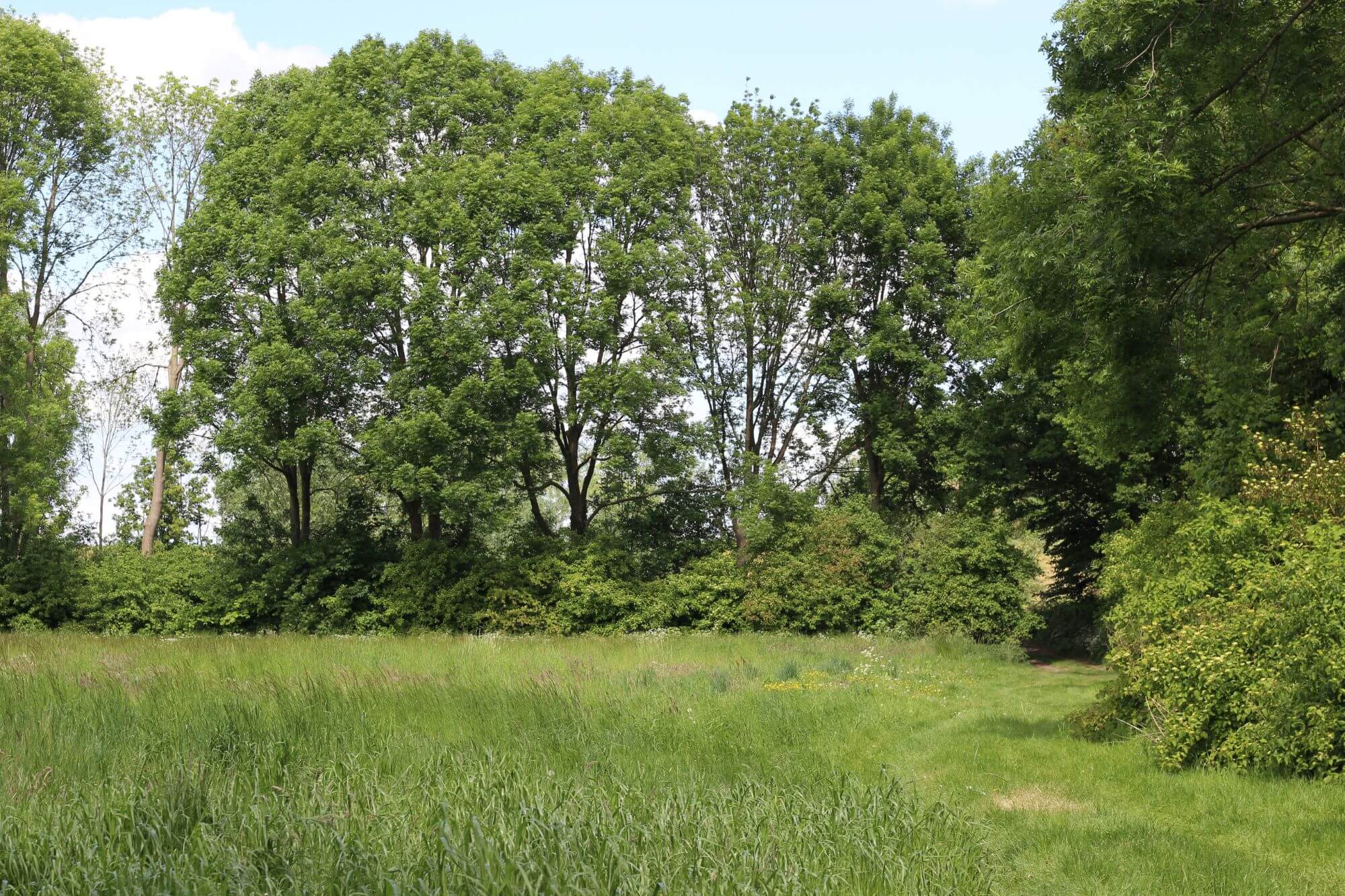 worphoek-drimmelen-groen-gebied (23)