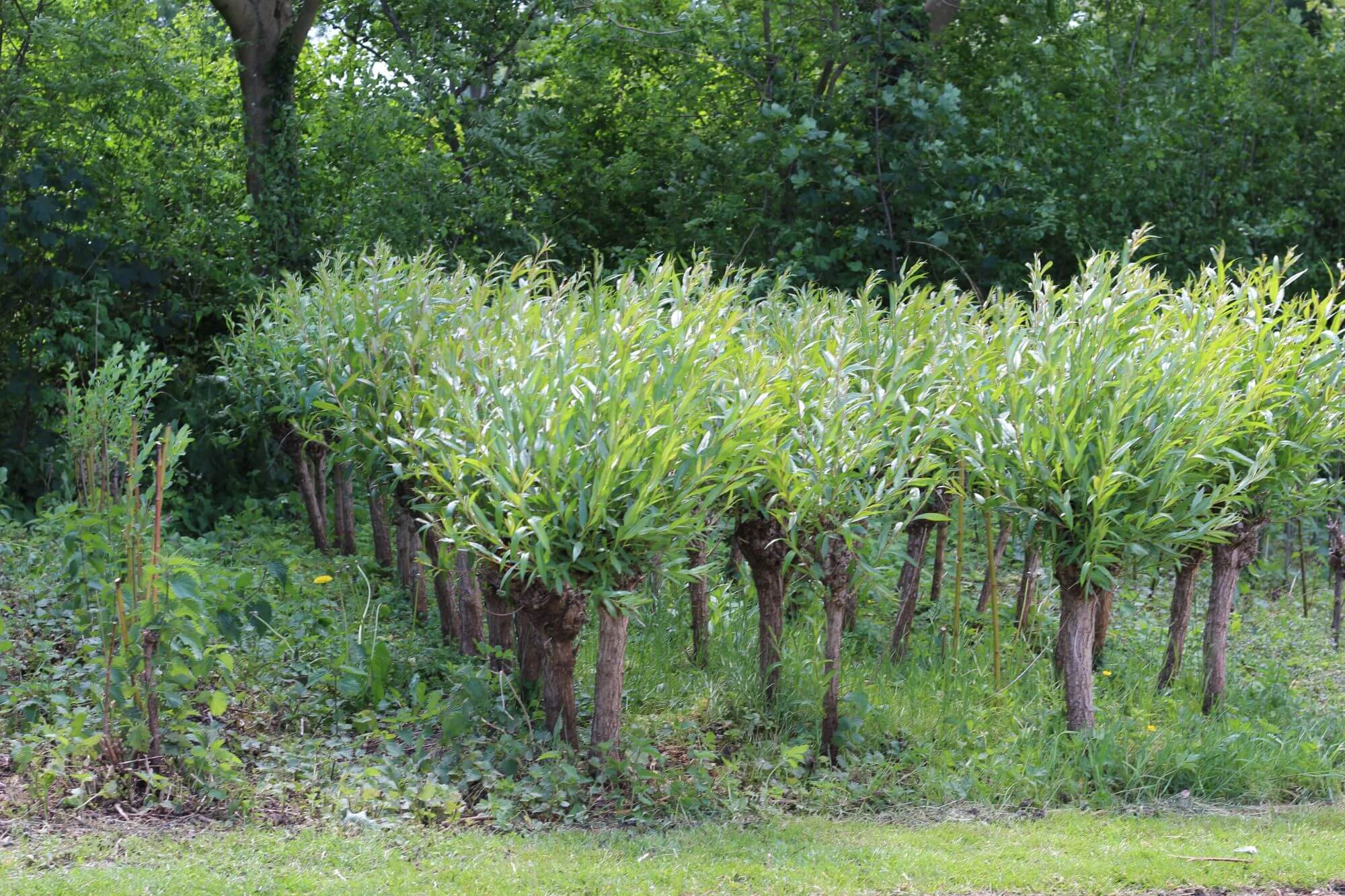 worphoek-drimmelen-groen-gebied (4)