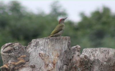 Zienswijze Omgevingsvisie ingediend